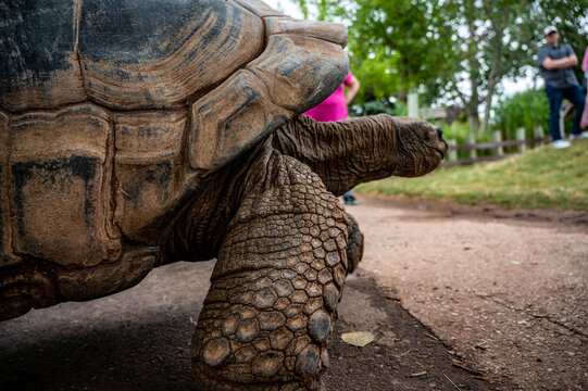 Ground Level Photo Of  Giant Tortoise 