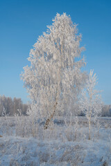 trees covered with snow