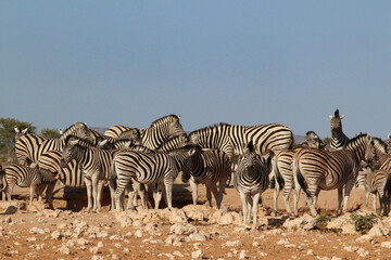 Fototapeta na wymiar herd of zebras in Etosha National Park at one of the water holes, Namibia