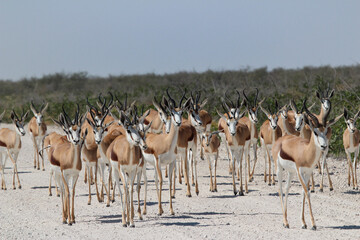 Naklejka na ściany i meble roadblock Etosha National Park Namibia, herd of springbok on the road preventing us from driving through
