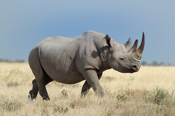 white rhino in the wild, Etosha National Park Namibia, huge animal one of the big five - obrazy, fototapety, plakaty