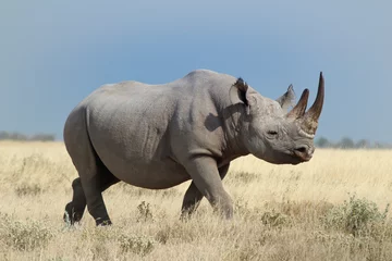 Foto op Plexiglas white rhino in the wild, Etosha National Park Namibia, huge animal one of the big five © Marieke