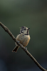 mésange huppée sur une branche