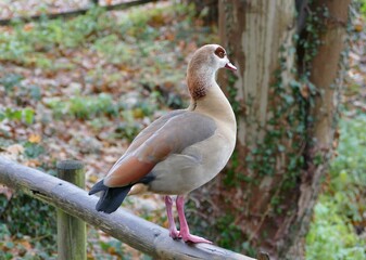 Nilgans auf dem Gelänader