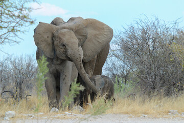 Elephant family in Etosha National Park, Namibia
