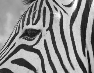 Portrait of a zebra, close up, showing its black and white line pattern, Etosha National Park Namibia 