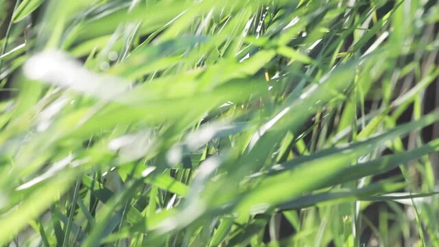 Closeup of bulrush blades waving in the wind