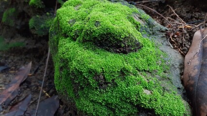 moss on rocks