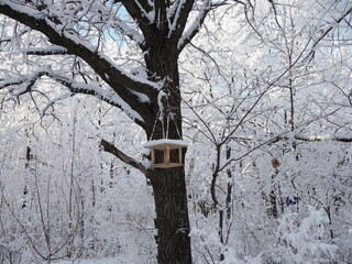 Homemade bird feeder. Helping birds in winter