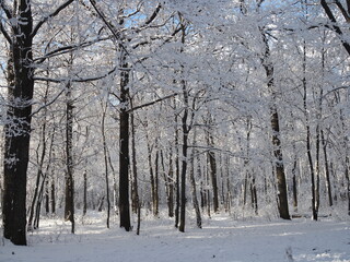 Beautiful winter landscape with snow-covered trees. Forest winter day