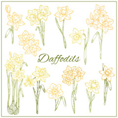Daffodil flowers set. Graphic doodle hand drawn sketch style. Narcissus Botanical illustration for packaging, menu cards, posters, prints.	