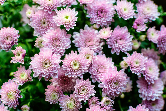 Many vivid pink Chrysanthemum x morifolium flowers in a garden in a sunny autumn day, beautiful colorful outdoor background photographed with soft focus.