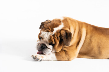 An English Bulldog is licking its front paw and is isolated on white. The English Bulldog is a...
