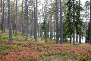 Fototapete bei efototapeten.de bestellen   