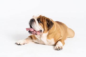 An English Bulldog is lying with its mouth open on a white background. The English Bulldog is a purebred dog with a pedigree. The breed of dog belongs to the moloss group.