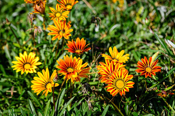 Top view of many vivid yellow and orange gazania flowers and blurred green leaves in soft focus, in a garden in a sunny summer day, beautiful outdoor floral background.