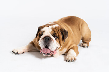 An English Bulldog is lying with its mouth open on a white background. The English Bulldog is a purebred dog with a pedigree. The breed of dog belongs to the moloss group.