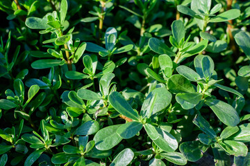Many vivid green fresh leaves of Portulaca oleracea plant, commonly known as purslane, duckweed, little hogweed or pursley, in a garden in a sunny summer day, beautiful outdoor floral background .