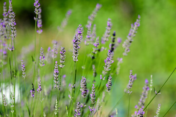 Many small blue lavender flowers in a sunny summer day in Scotland, United Kingdom, with selective focus, beautiful outdoor floral background.