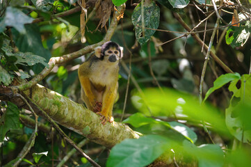 Black-capped squirrel monkey - Saimiri boliviensis in Tambopata National Reserve, Peru