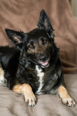 Happy dog lying on the couch and smiling at the camera, standing at home, healthy pets concept, black shephard dog portrait