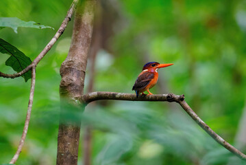 kingfisher on branch