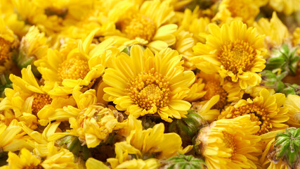 close-up of a pile of dried chrysanthemum flowers background