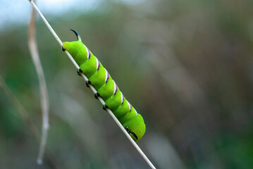 Privet Hawkmoth - Sphinx ligustri caterpillar in Neusiedler See National Park