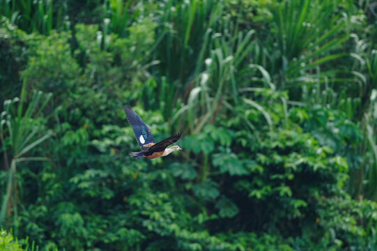 Orinoco Goose - Neochen jubata flying in Tambopata National Reserve, Peru