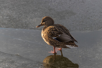 duck
