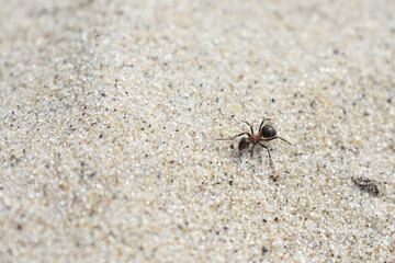 Ant crawls on the sand