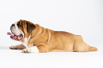 An English Bulldog is lying with its mouth open on a white background. The English Bulldog is a purebred dog with a pedigree. The breed of dog belongs to the moloss group.