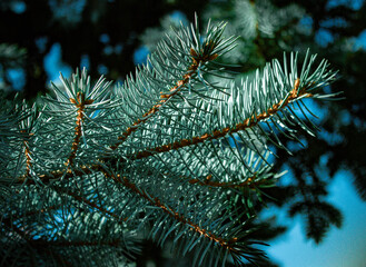 christmas tree branches