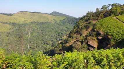 Obraz premium Forest, Trees, Blue, Sky, and Sunlight