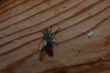 fly tangled in the web