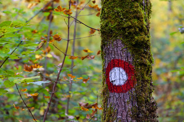 a red-and-white hiking sign drawn on the bark of a tree, blurred colorful autumn leaves in the background; trail marker