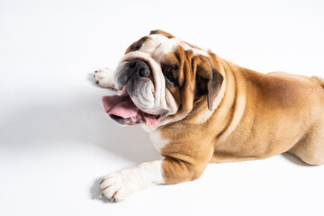 An English Bulldog is lying with its mouth open on a white background. The English Bulldog is a...