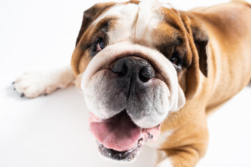 An English Bulldog is lying with its mouth open on a white background. The English Bulldog is a purebred dog with a pedigree. The breed of dog belongs to the moloss group.