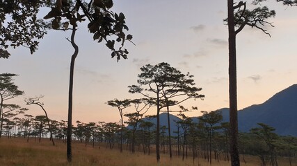 Obraz premium Forest, Trees, Blue, Sky, and Sunlight