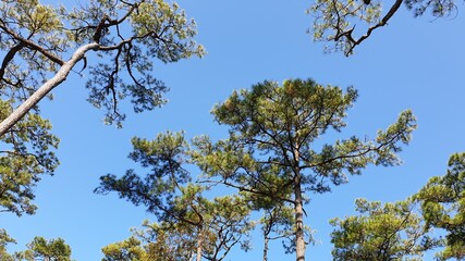 Forest, Trees, Blue, Sky, and Sunlight