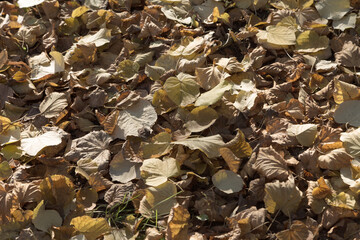 A charming carpet of various autumn fallen leaves.