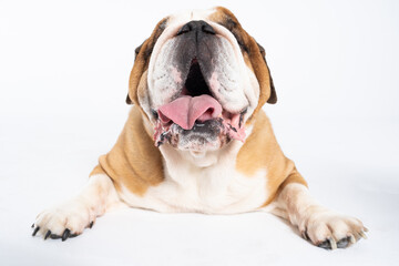 An English Bulldog is lying with its mouth open on a white background. The English Bulldog is a purebred dog with a pedigree. The breed of dog belongs to the moloss group.