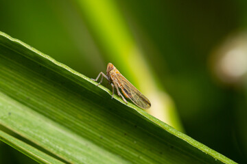 little Stenocranus planthopper on edge of a leaf