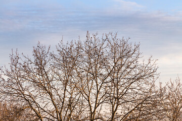 Fototapeta na wymiar Walnuts against the background of the morning sky.