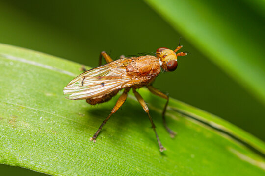 Marsh Fly Tetanocera sp. on a grass