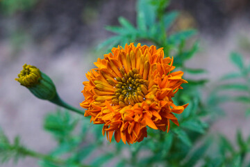 Selective focus of yellow orange Chrysanthemum indicum closeup