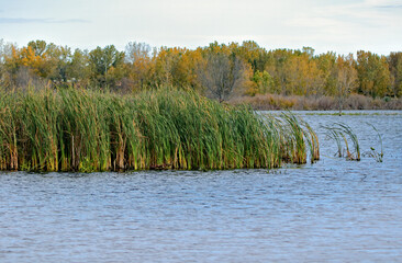 Cattails bent by wind in a blue river
