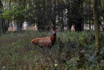 Jeleń szlachetny (Cervus Elaphus). © Kajetan