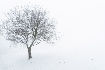 Lonely bare tree in a snowfield in the mountains on a foggy late autumn day. First snow of the season.