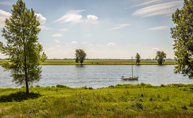 Fototapeta premium Sailing yacht sails with lowered sail on the river through a Dutch landscape with cows in the meadow. The photo was taken in spring at the Bergsche Maas river in the province of Noord-Brabant.